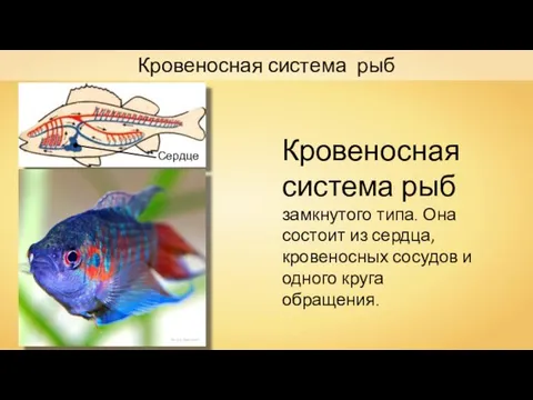 André Karwath Кровеносная система рыб замкнутого типа. Она состоит из сердца, кровеносных