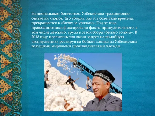 Национальным богатством Узбекистана традиционно считается хлопок. Его уборка, как и в советские