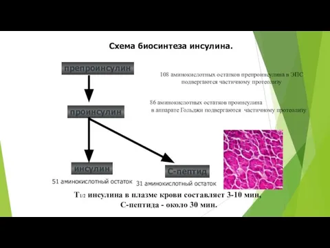 проинсулин Т1/2 инсулина в плазме крови составляет 3-10 мин, С-пептида - около