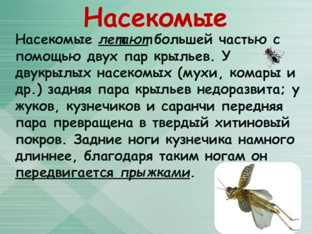 Насекомые Насекомые летают большей частью с помощью двух пар крыльев. У двукрылых