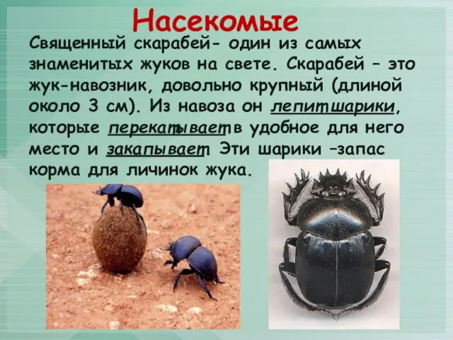 Священный скарабей- один из самых знаменитых жуков на свете. Скарабей – это