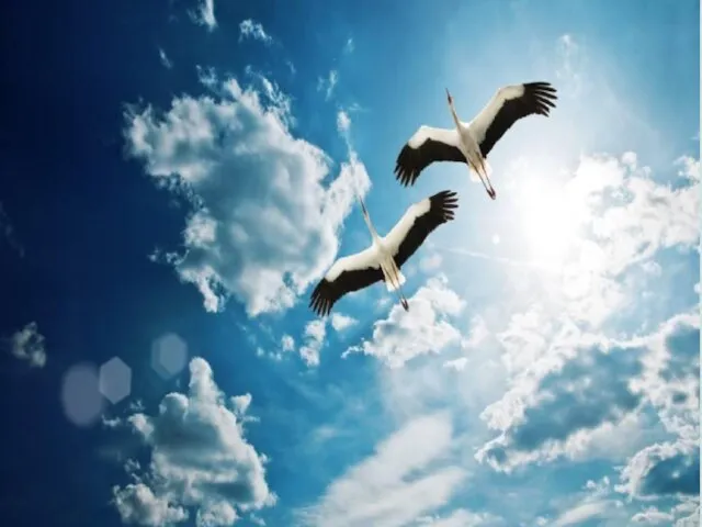 Птицы Основной способ передвижения многих птиц – полёт. У птиц передние конечности