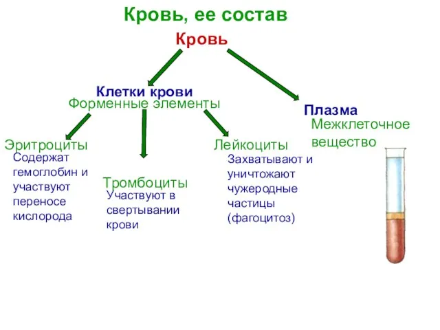 Кровь Кровь, ее состав Клетки крови Тромбоциты Форменные элементы Эритроциты Плазма Содержат