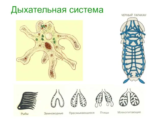 Дыхательная система