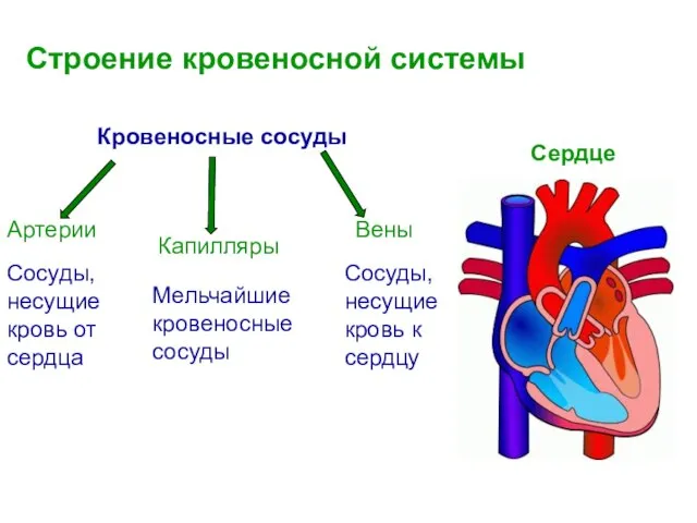 Строение кровеносной системы Кровеносные сосуды Капилляры Вены Артерии Сердце Сосуды, несущие кровь