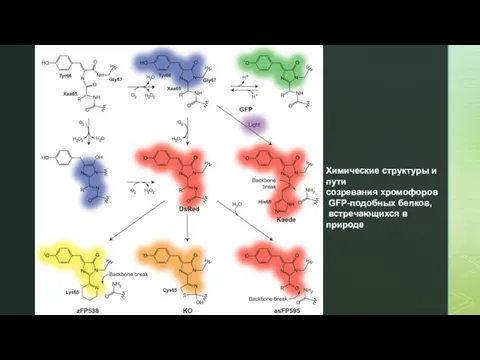 Химические структуры и пути созревания хромофоров GFP-подобных белков, встречающихся в природе