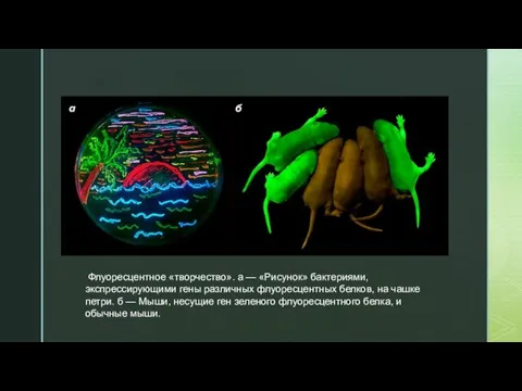 Флуоресцентное «творчество». а — «Рисунок» бактериями, экспрессирующими гены различных флуоресцентных белков, на