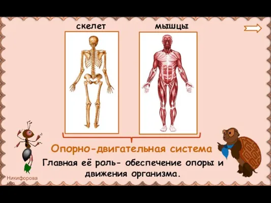 скелет мышцы Опорно-двигательная система Главная её роль- обеспечение опоры и движения организма.