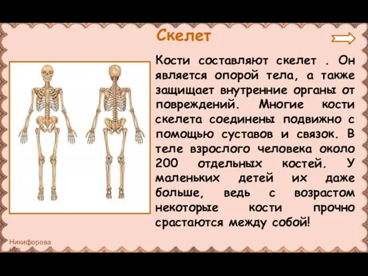 Кости составляют скелет . Он является опорой тела, а также защищает внутренние
