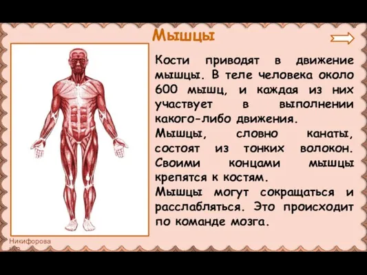 Кости приводят в движение мышцы. В теле человека около 600 мышц, и