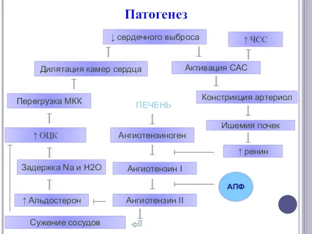 Патогенез ↓ сердечного выброса Ишемия почек Констрикция артериол ↑ ренин Активация САС