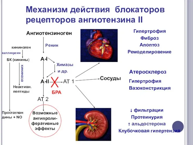 Механизм действия блокаторов рецепторов ангиотензина II Ангиотензиноген Ренин А-I А-II Химазы и