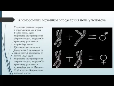 У человека решающую роль в определении пола играет У-хромосома. Если яйцеклетка оплодотворяется