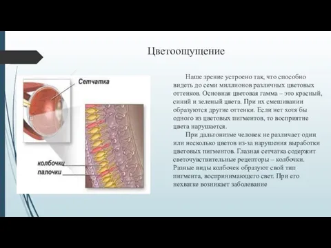 Наше зрение устроено так, что способно видеть до семи миллионов различных цветовых