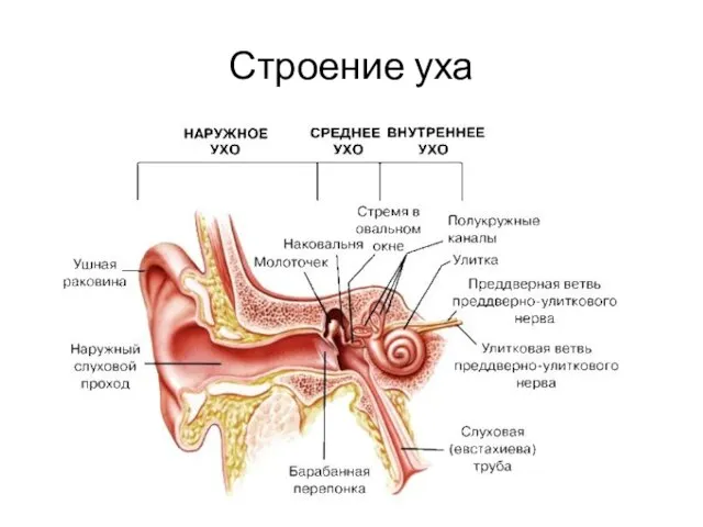 Строение уха 1. Наружное ухо Ушная раковина Наружный слуховой проход 2. Среднее