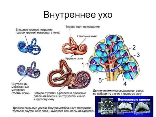 Внутреннее ухо