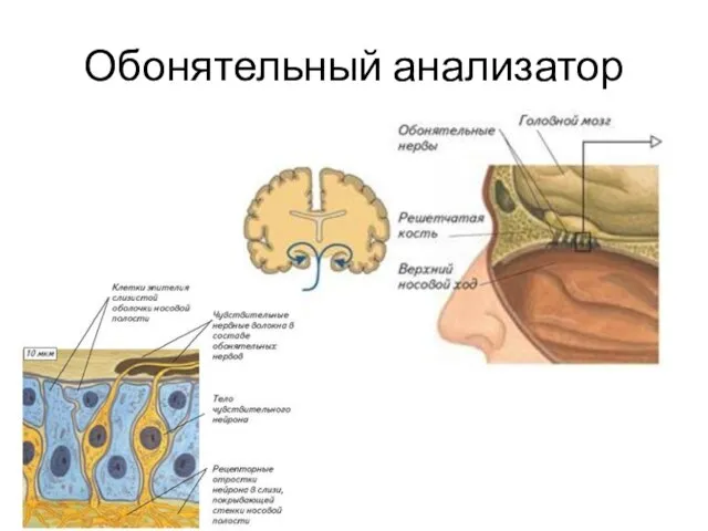 Обонятельный анализатор