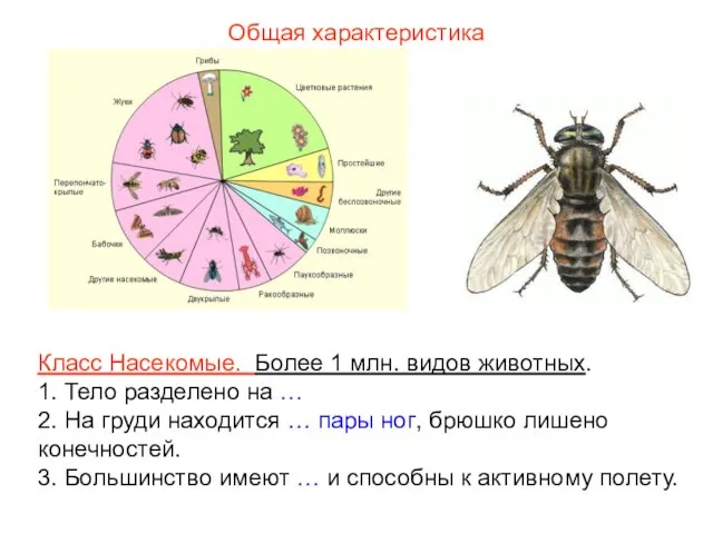 Общая характеристика Класс Насекомые. Более 1 млн. видов животных. 1. Тело разделено