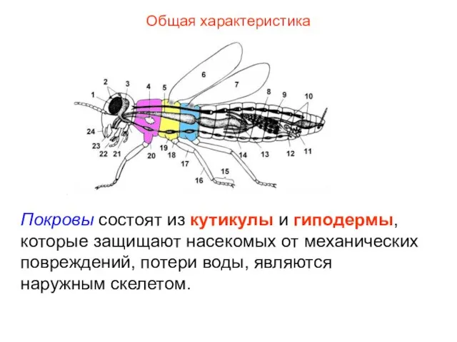 Общая характеристика Покровы состоят из кутикулы и гиподермы, которые защищают насекомых от