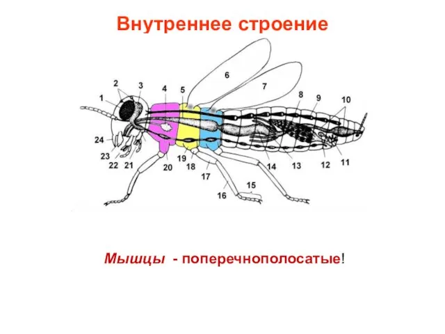 Внутреннее строение Мышцы - поперечнополосатые!