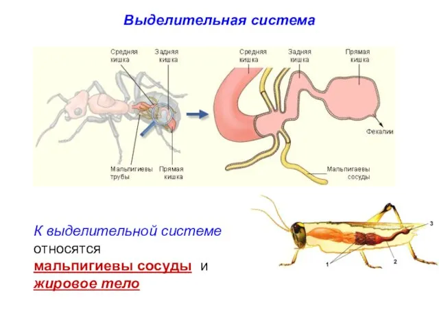 Выделительная система К выделительной системе относятся мальпигиевы сосуды и жировое тело