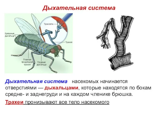 Дыхательная система Дыхательная система насекомых начинается отверстиями — дыхальцами, которые находятся по