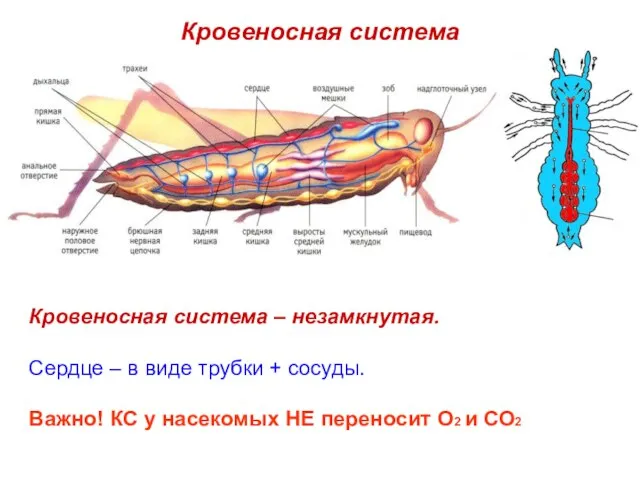 Кровеносная система Кровеносная система – незамкнутая. Сердце – в виде трубки +