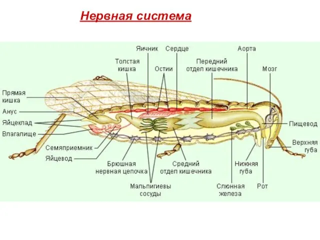 Нервная система