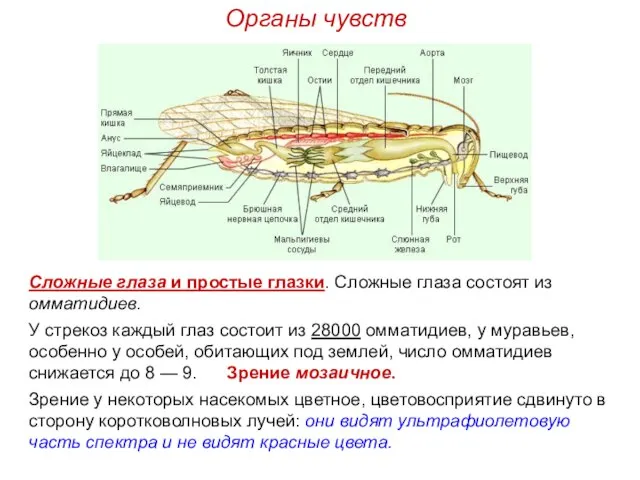 Органы чувств Сложные глаза и простые глазки. Сложные глаза состоят из омматидиев.