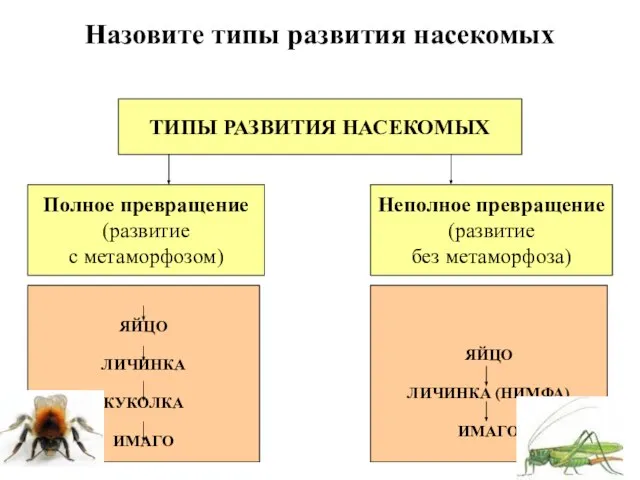 ТИПЫ РАЗВИТИЯ НАСЕКОМЫХ Назовите типы развития насекомых Полное превращение (развитие с метаморфозом)