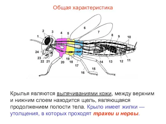 Общая характеристика Крылья являются выпячиваниями кожи, между верхним и нижним слоем находится