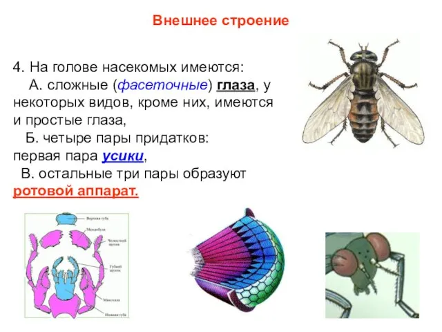 Внешнее строение 4. На голове насекомых имеются: А. сложные (фасеточные) глаза, у