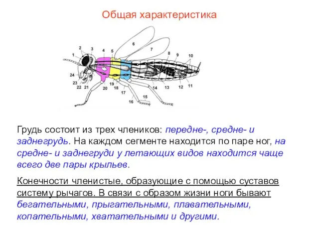 Общая характеристика Грудь состоит из трех члеников: передне-, средне- и заднегрудь. На