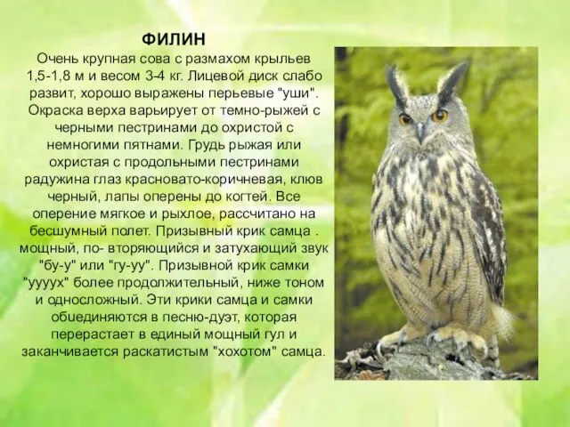 . ФИЛИН Очень крупная сова с размахом крыльев 1,5-1,8 м и весом