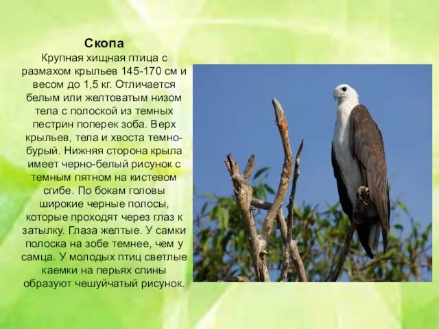 Скопа Крупная хищная птица с размахом крыльев 145-170 см и весом до