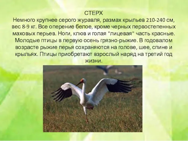 СТЕРХ Немного крупнее серого журавля, размах крыльев 210-240 см, вес 8-9 кг.