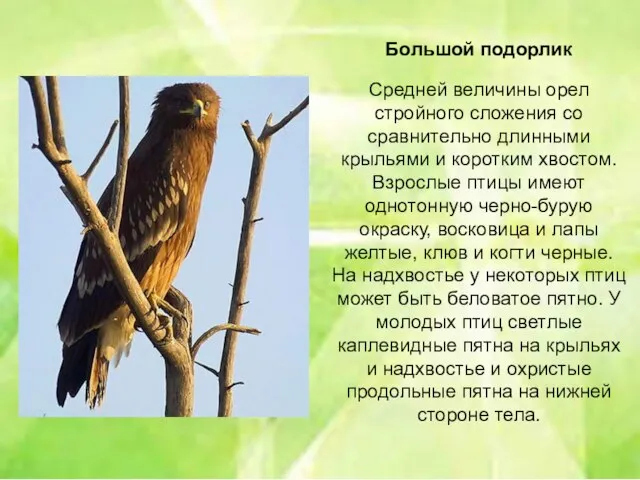 Большой подорлик Средней величины орел стройного сложения со сравнительно длинными крыльями и