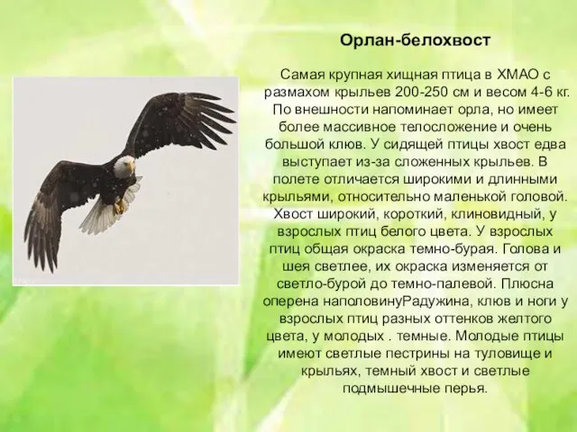 Орлан-белохвост Самая крупная хищная птица в ХМАО с размахом крыльев 200-250 см