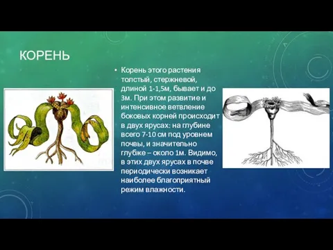 КОРЕНЬ Корень этого растения толстый, стержневой, длиной 1-1,5м, бывает и до 3м.