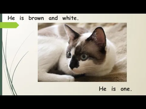 He is brown and white. He is one.