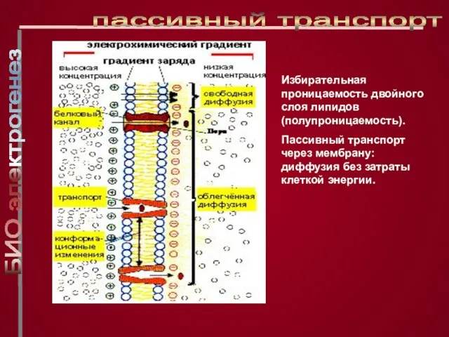 Избирательная проницаемость двойного слоя липидов (полупроницаемость). Пассивный транспорт через мембрану: диффузия без