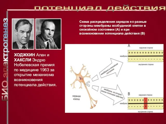 ХОДЖКИН Алан и ХАКСЛИ Эндрю Нобелевская премия по медицине 1963 за открытие