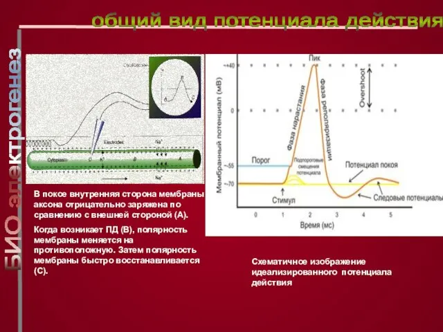 Схематичное изображение идеализированного потенциала действия В покое внутренняя сторона мембраны аксона отрицательно