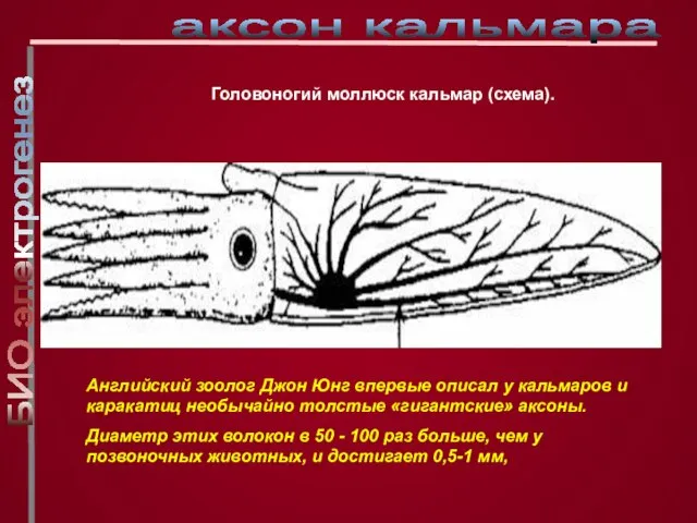 Головоногий моллюск кальмар (схема). Английский зоолог Джон Юнг впервые описал у кальмаров