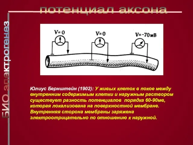 Юлиус Бернштейн (1902): У живых клеток в покое между внутренним содержимым клетки