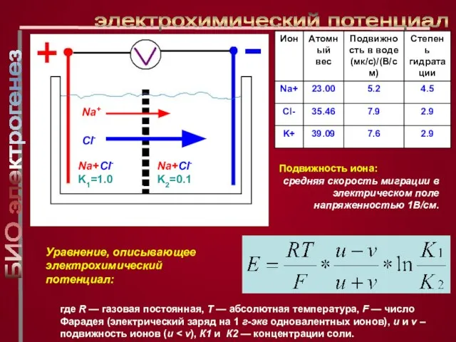 Уравнение, описывающее электрохимический потенциал: электрохимический потенциал где R — газовая постоянная, Т