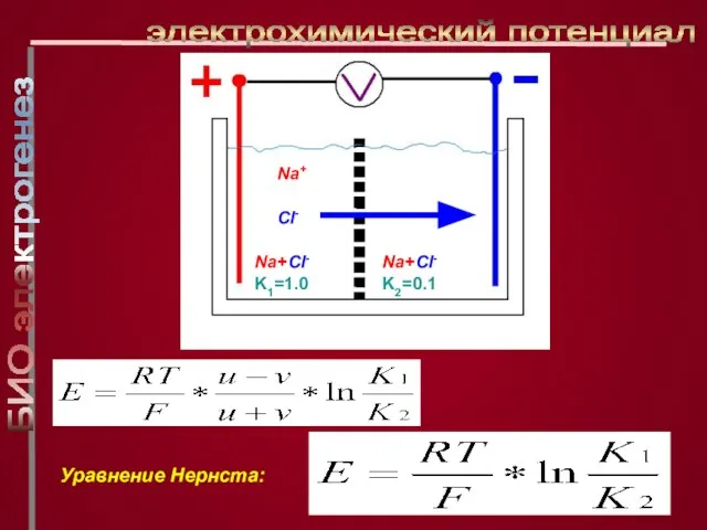 электрохимический потенциал Na+ Cl- Na+Cl- K1=1.0 Na+Cl- K2=0.1 Уравнение Нернста: