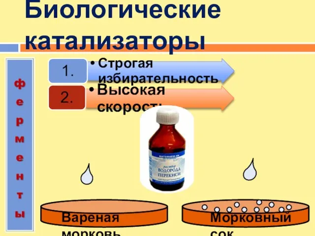 Биологические катализаторы