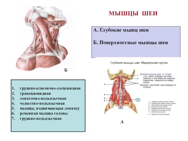 А. Глубокие мышц шеи Б. Поверхностные мышцы шеи грудино-ключично-сосцевидная трапециевидная лопаточно-подъязычная челюстно-подъязычная