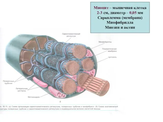Миоцит – мышечная клетка 2-3 см, диаметр – 0,05 мм Сарколемма (мембрана) Миофибрилла Миозин и актин